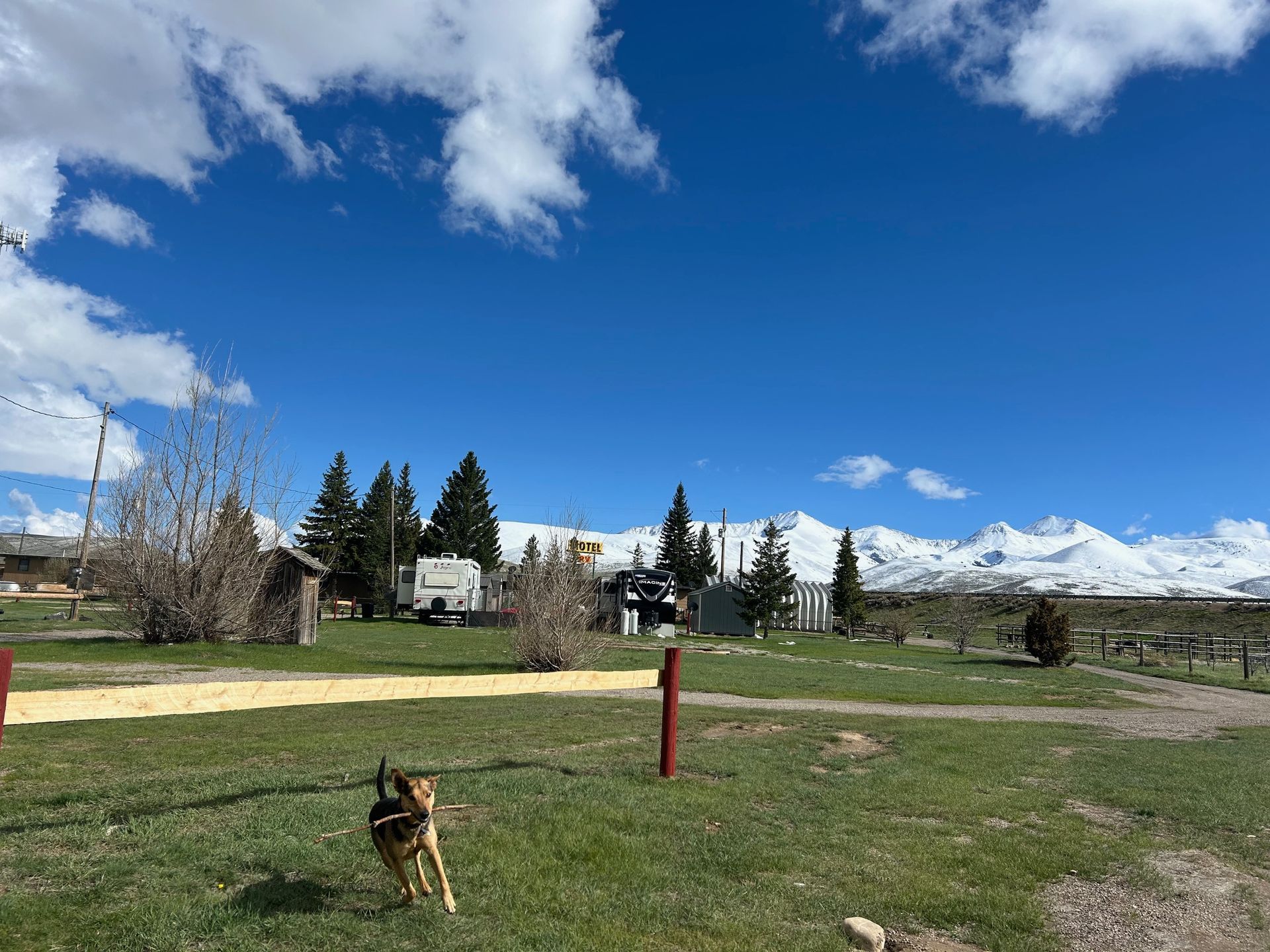 A dog is standing in a grassy field with mountains in the background.