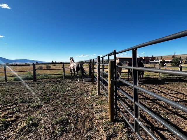 Horse in a fenced pasture on a sunny day, with blue sky and mountain backdrop.