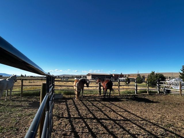 Horses in a fenced pasture under a bright blue sky. Some are eating, other are looking toward the camera.