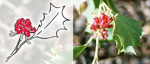 Top End Native Plant Society