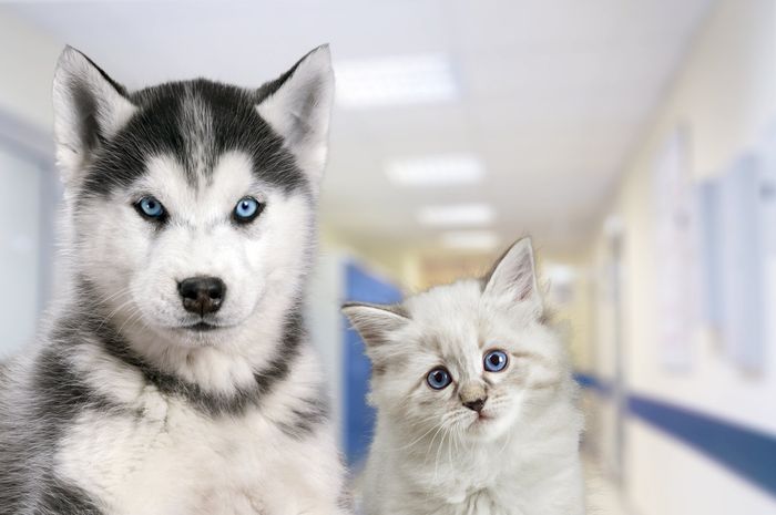 Cat And Dog — Fairbanks, AK — After Hours Veterinary Emergency Clinic Inc.