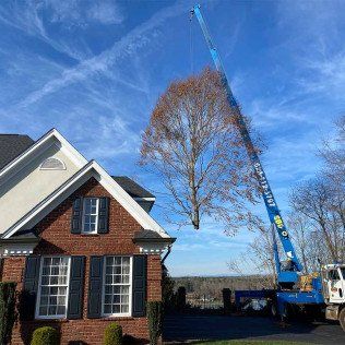 tree service