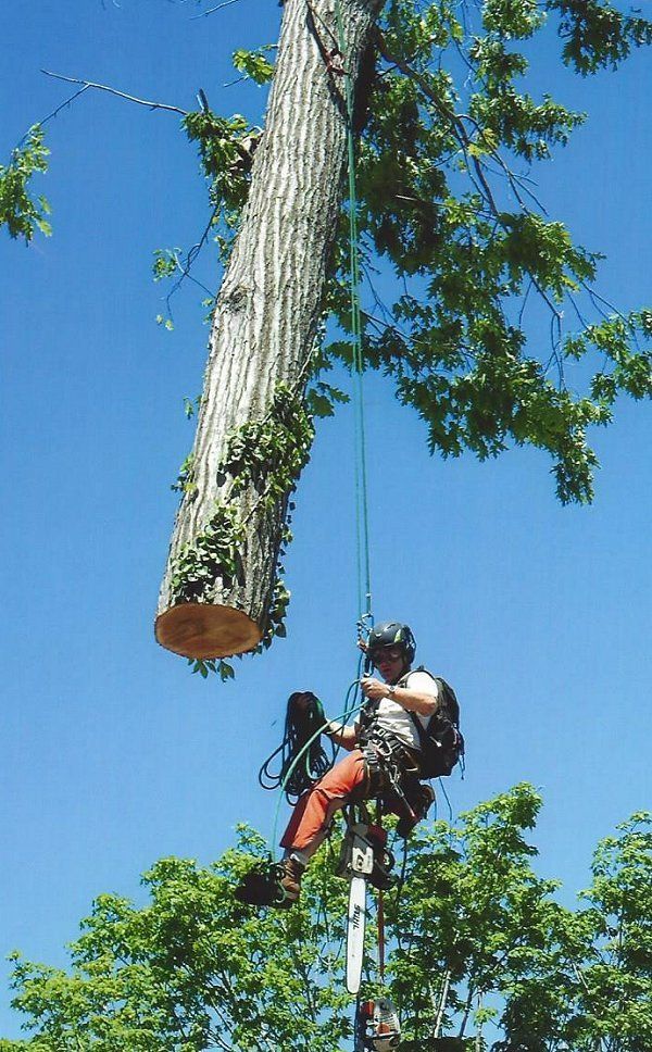tree service