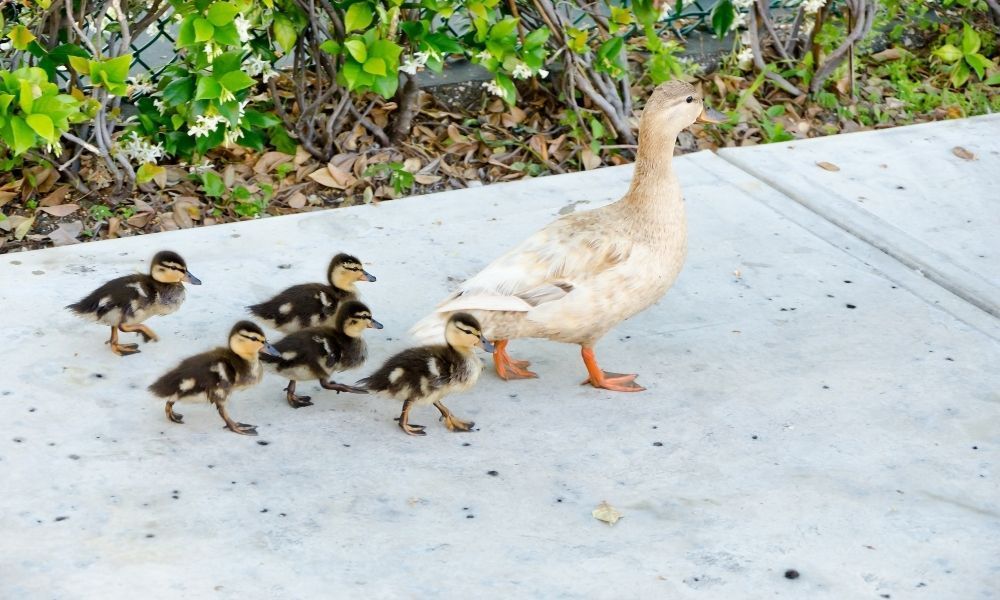 A mother duck and her ducklings are walking.