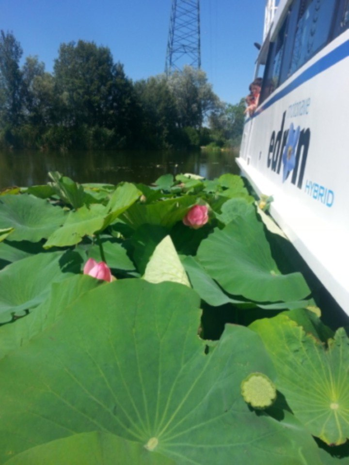 gita in battello attraverso le ninfee