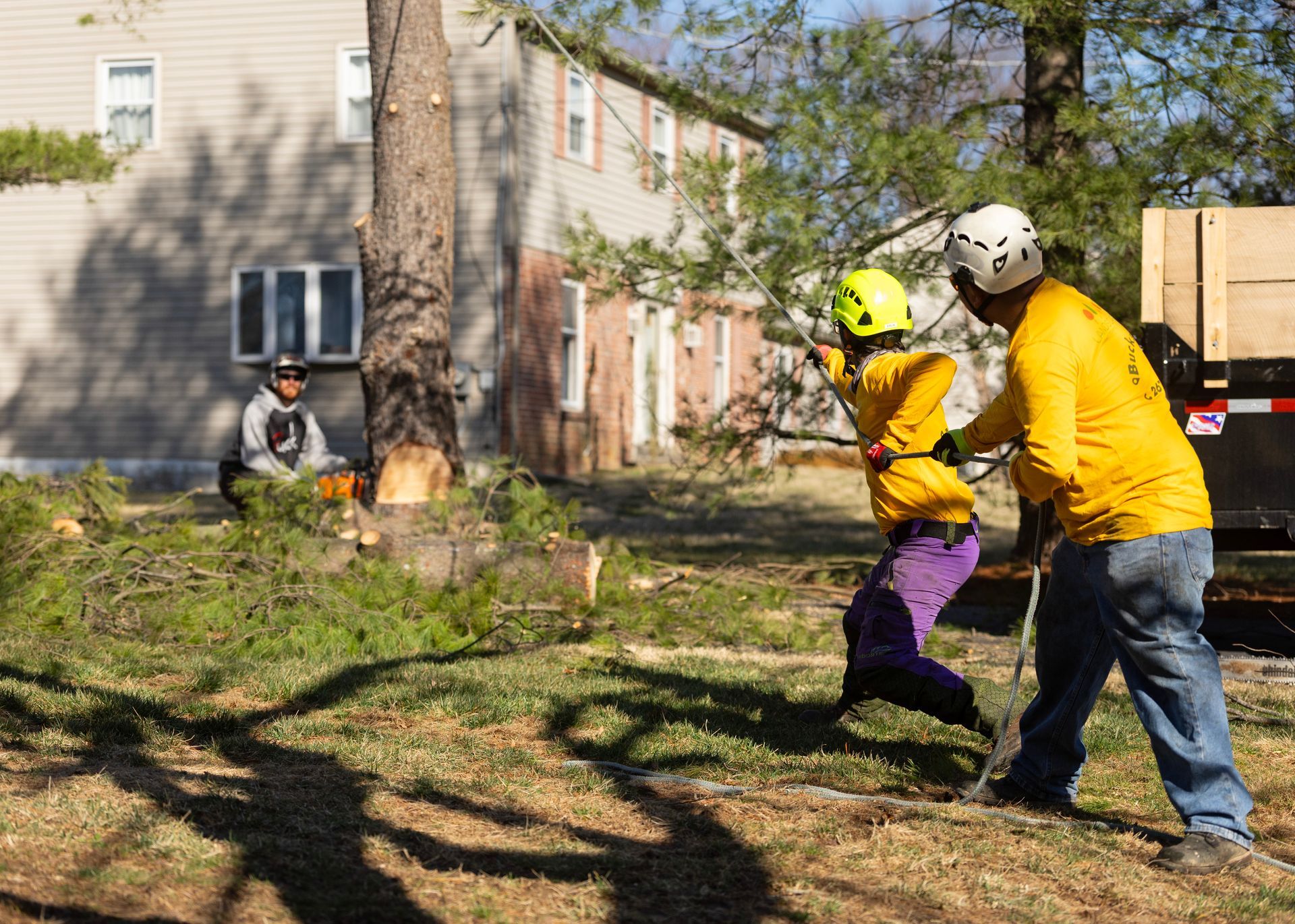 Tree Services in Doylestown, PA