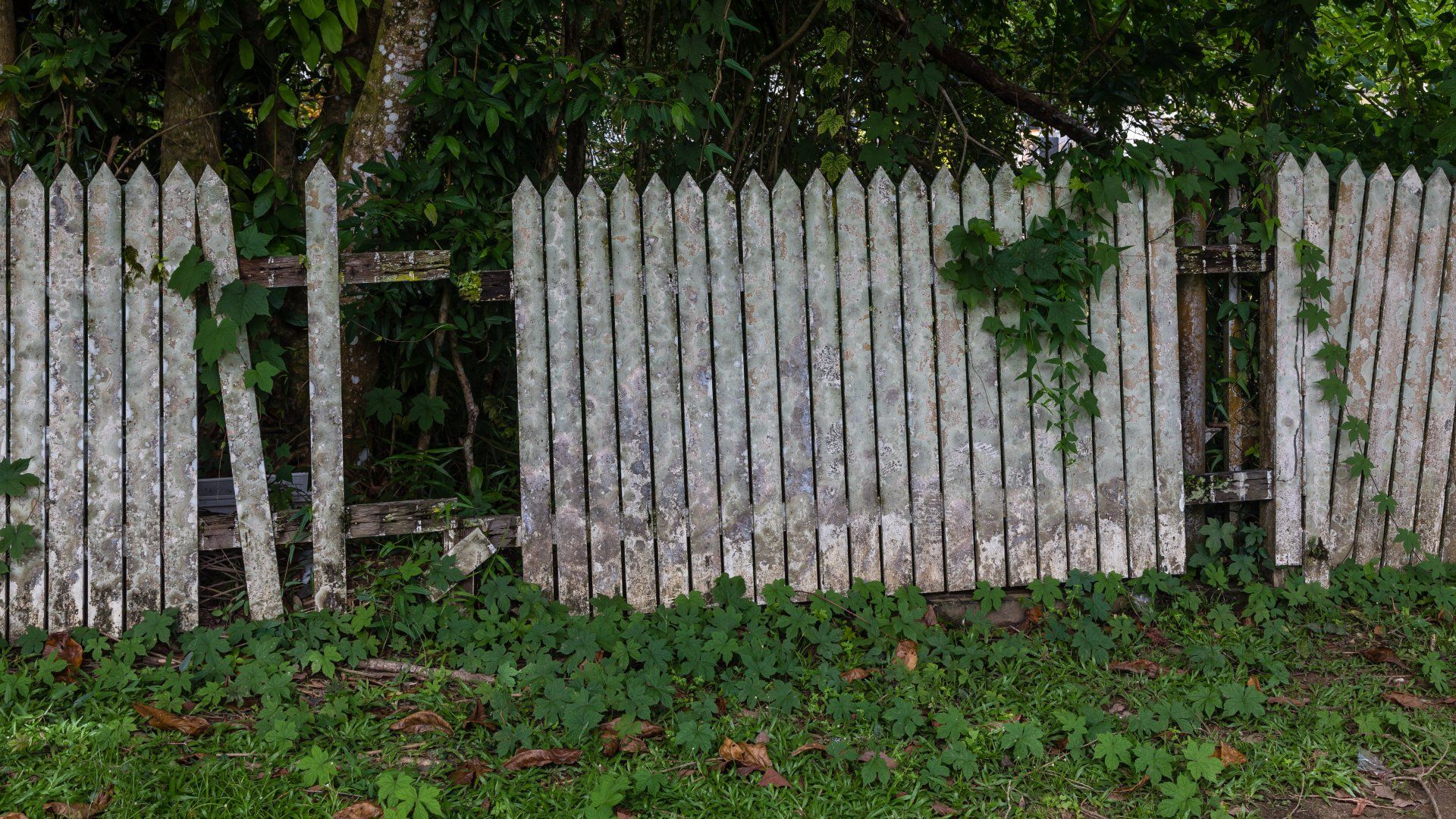 Missing fence panels needing replacement in Carrollton, GA.