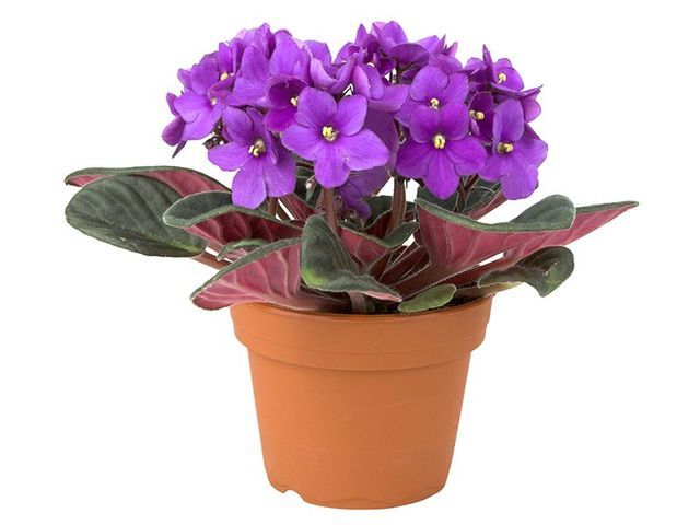 piante in vaso per giardini