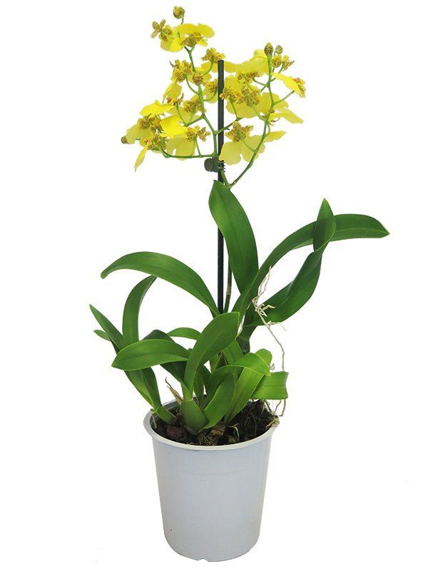 piante per abitazioni e balconi