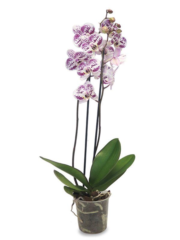 piante per l'interno