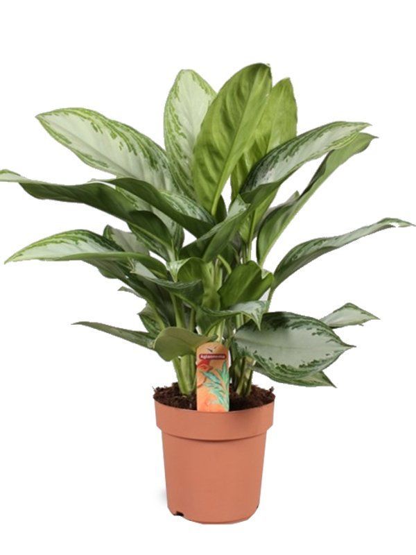 piante per interni ed esterni