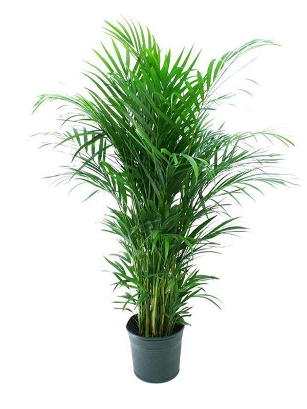 piante in vaso per interni ed esterni