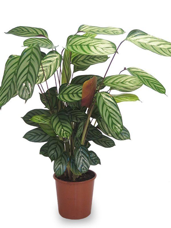 piante in vaso per abitazioni