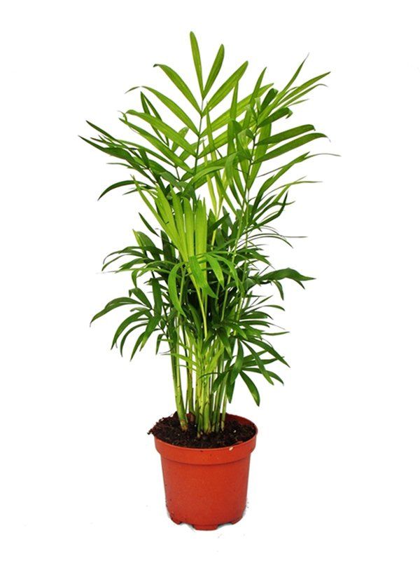 piante in vaso per interni