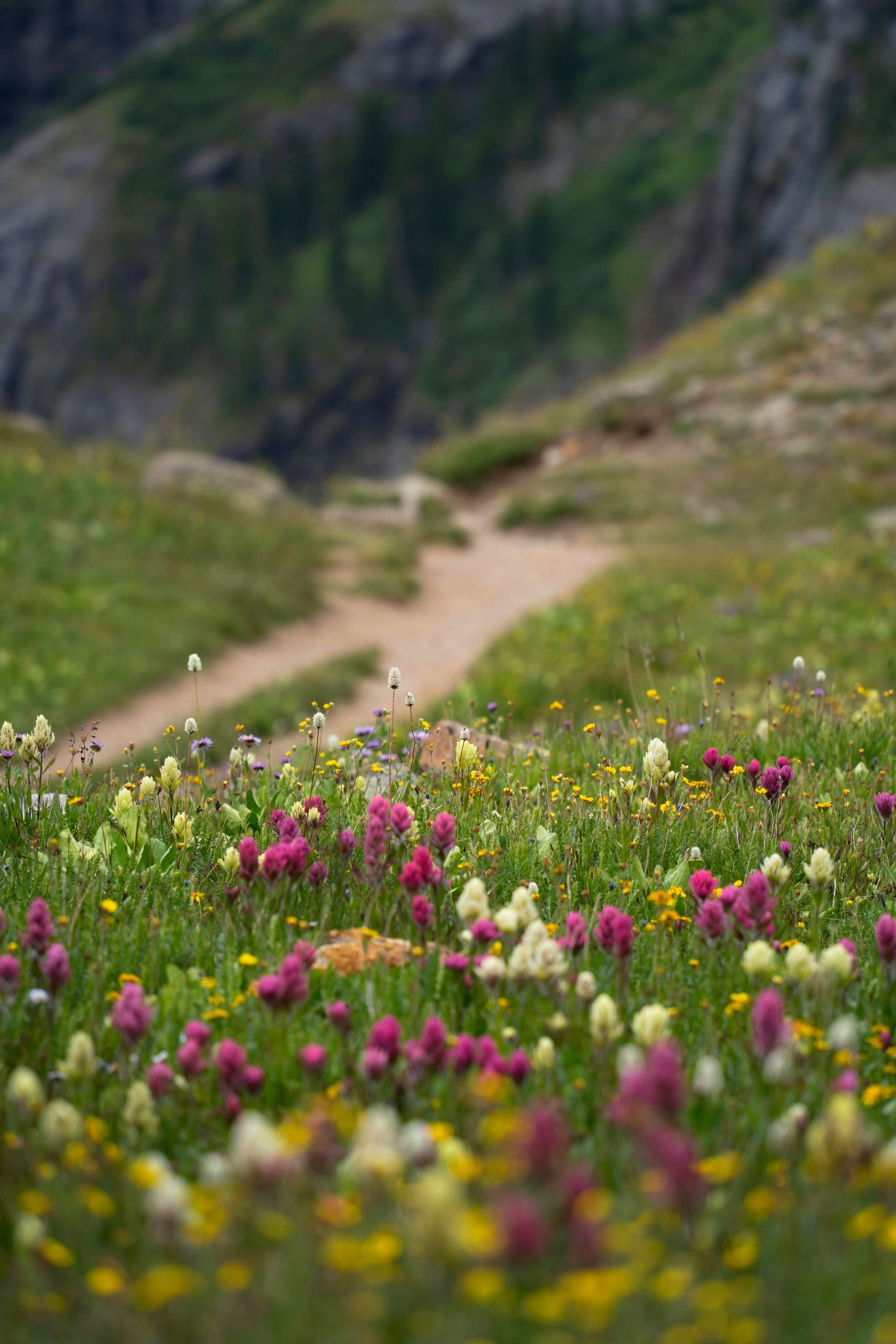 There is a dirt path going through a field of flowers.