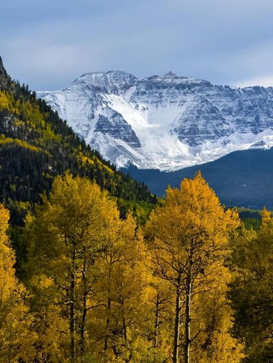 A mountain covered in snow is behind a forest of trees with yellow leaves.