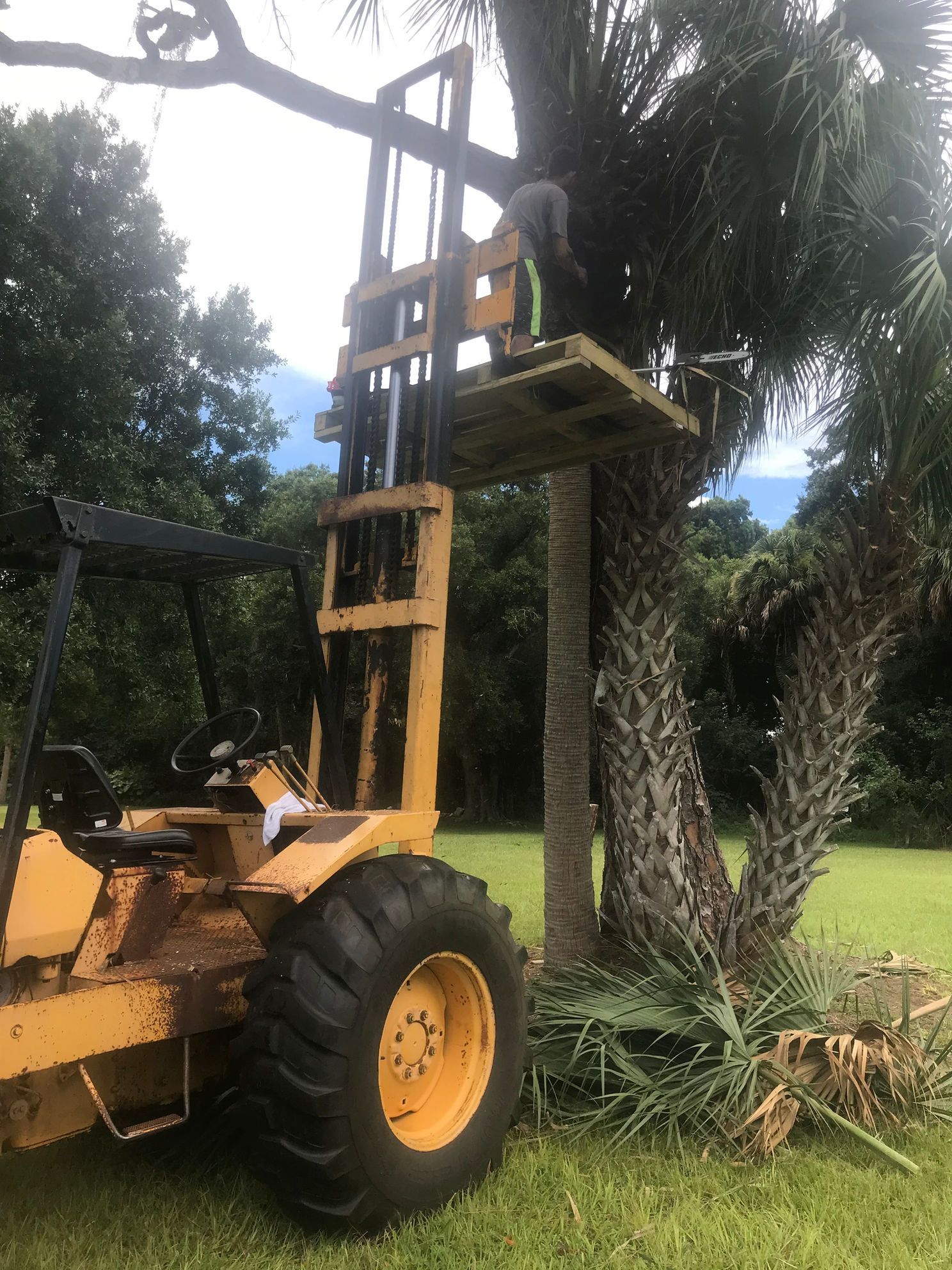 A forklift is lifting a tree in a field