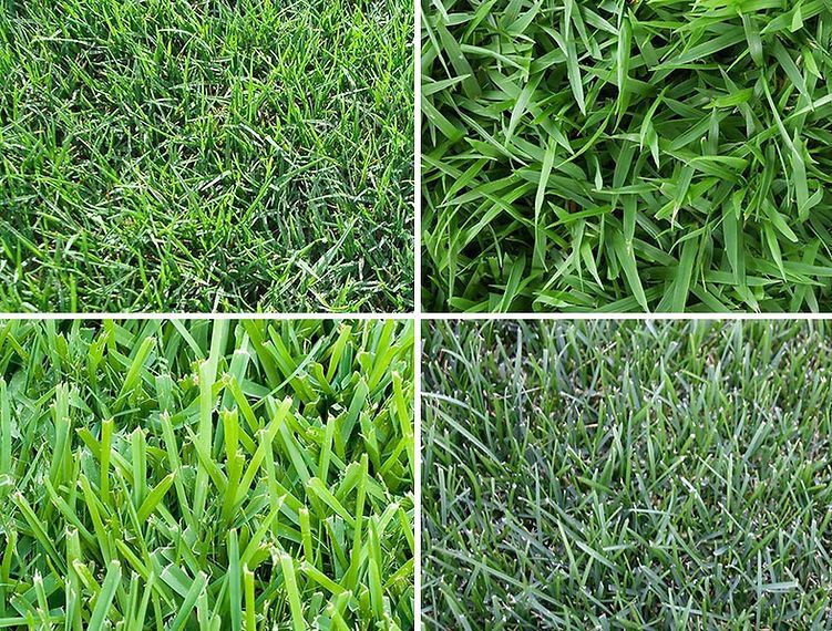 A collage of four pictures of different types of grass.