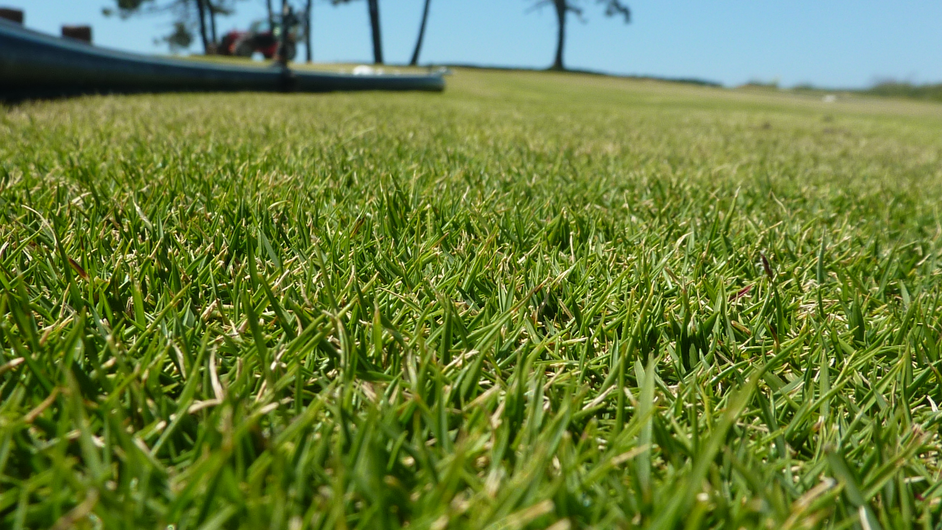 A close up of a lush green field of grass on a sunny day.