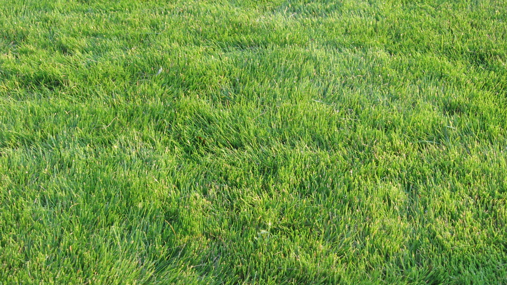 A close up of a lush green field of grass.