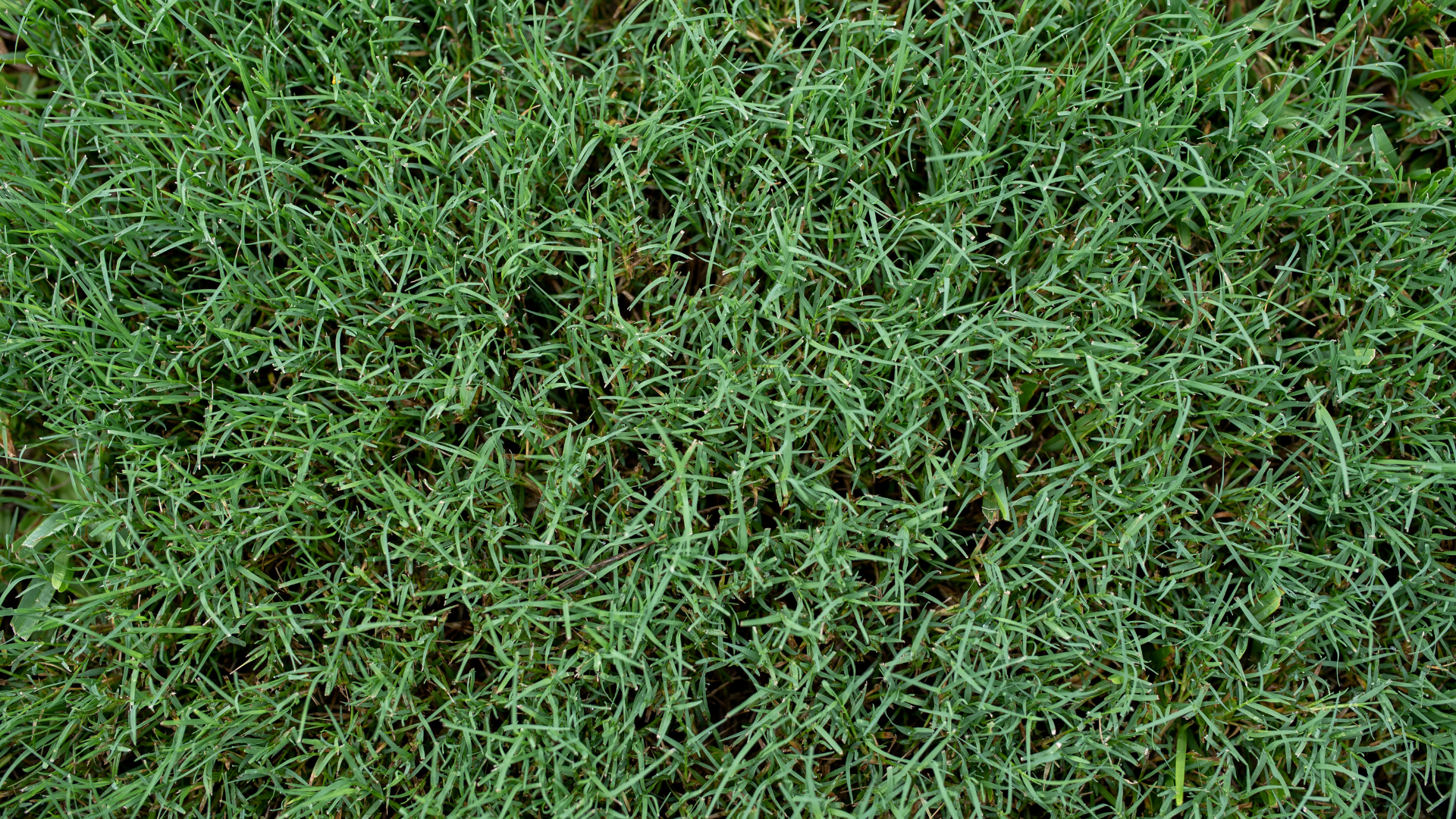 A close up of a lush green field of grass.