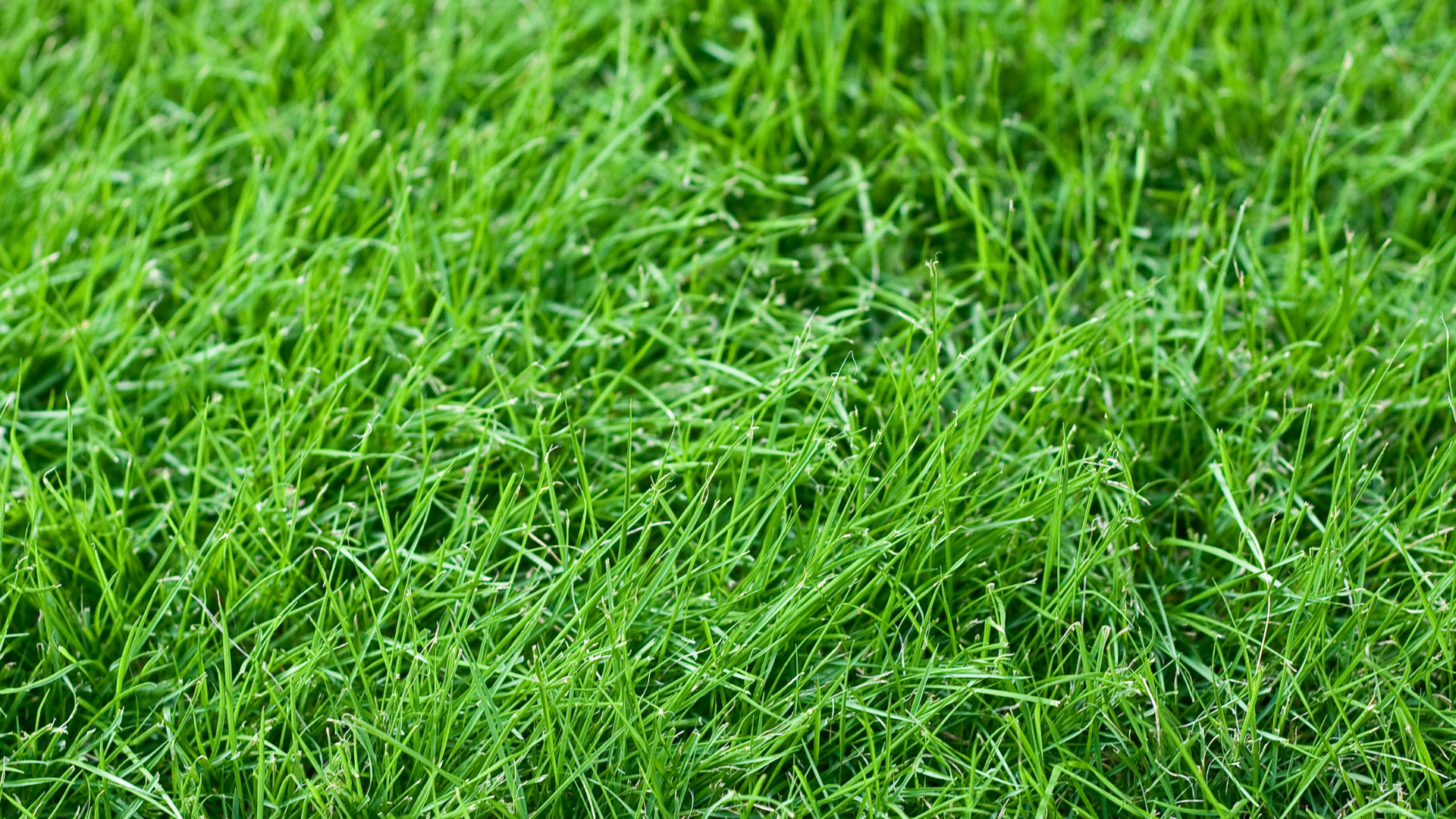 A close up of a lush green field of grass.