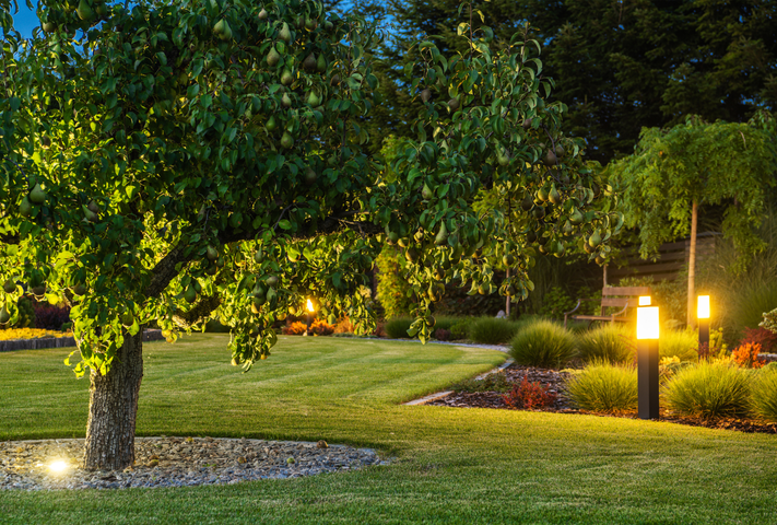 A well-lit backyard with a tree and shrubs, lawn, and several path lights.