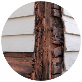 Severe wood rot and termite damage exposed behind white exterior house siding.