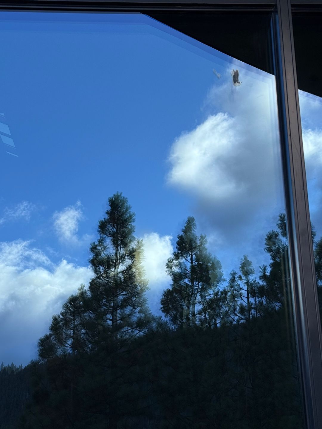 Sky and clouds reflect in a window, with trees visible below. A small bird flies above.