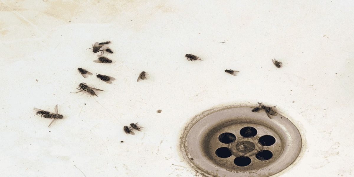 How to Get Rid of Drain Flies?