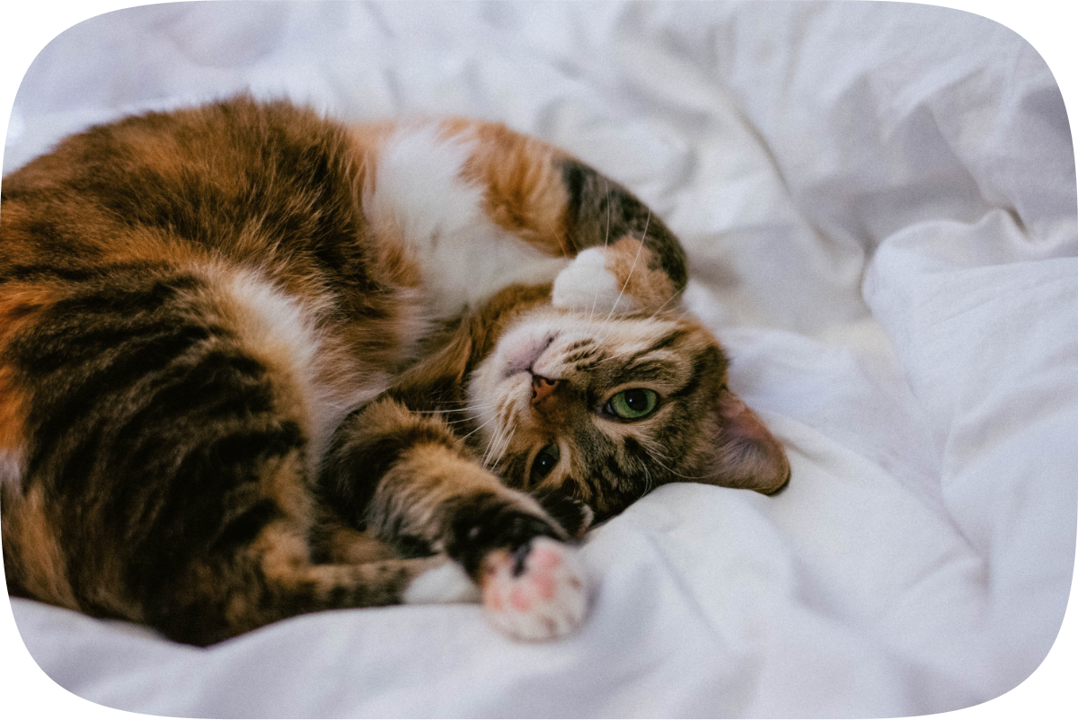 A Calico cat lays on a comforter, partially upside down, looking playful