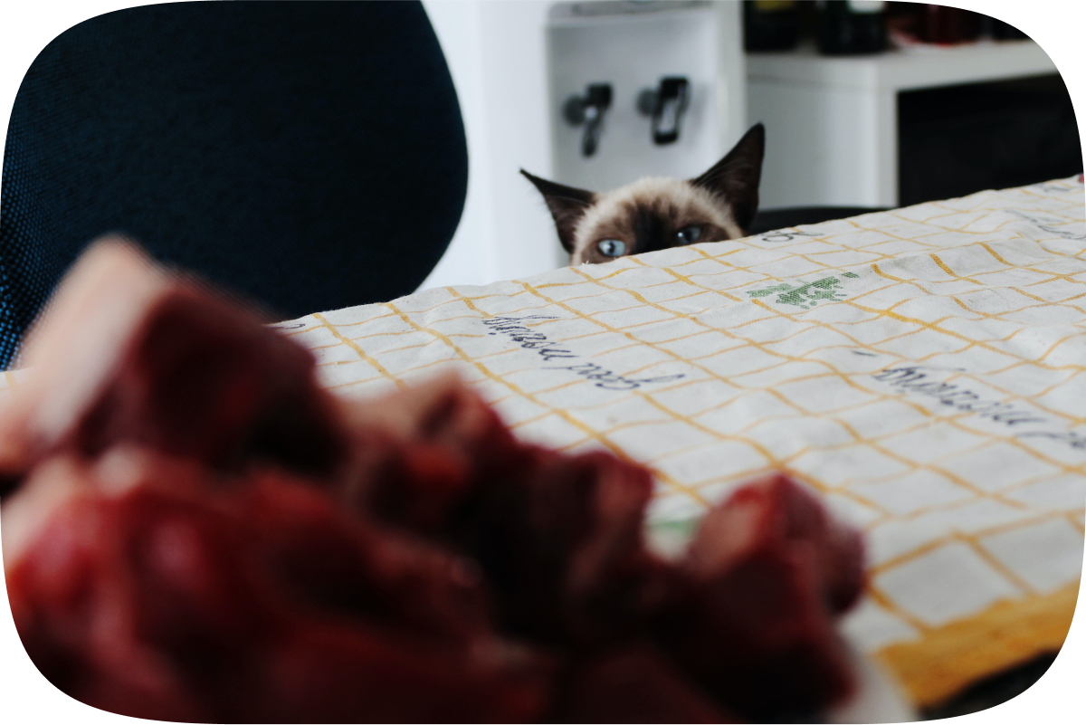 A Siamese cat sits on an office chair and peers over the lip of the dining table at some steak cubes