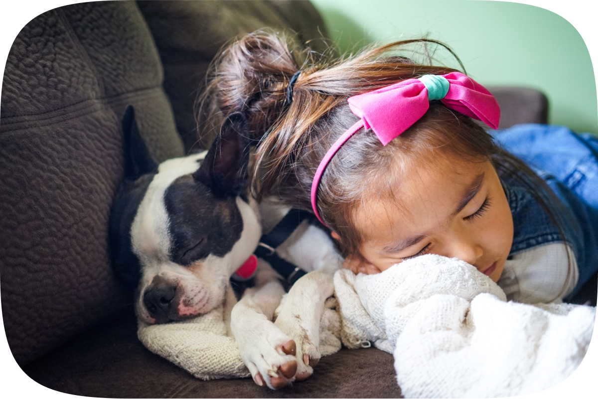 A young biracial Asian girl takes a nap on the couch with her Frenchie dog