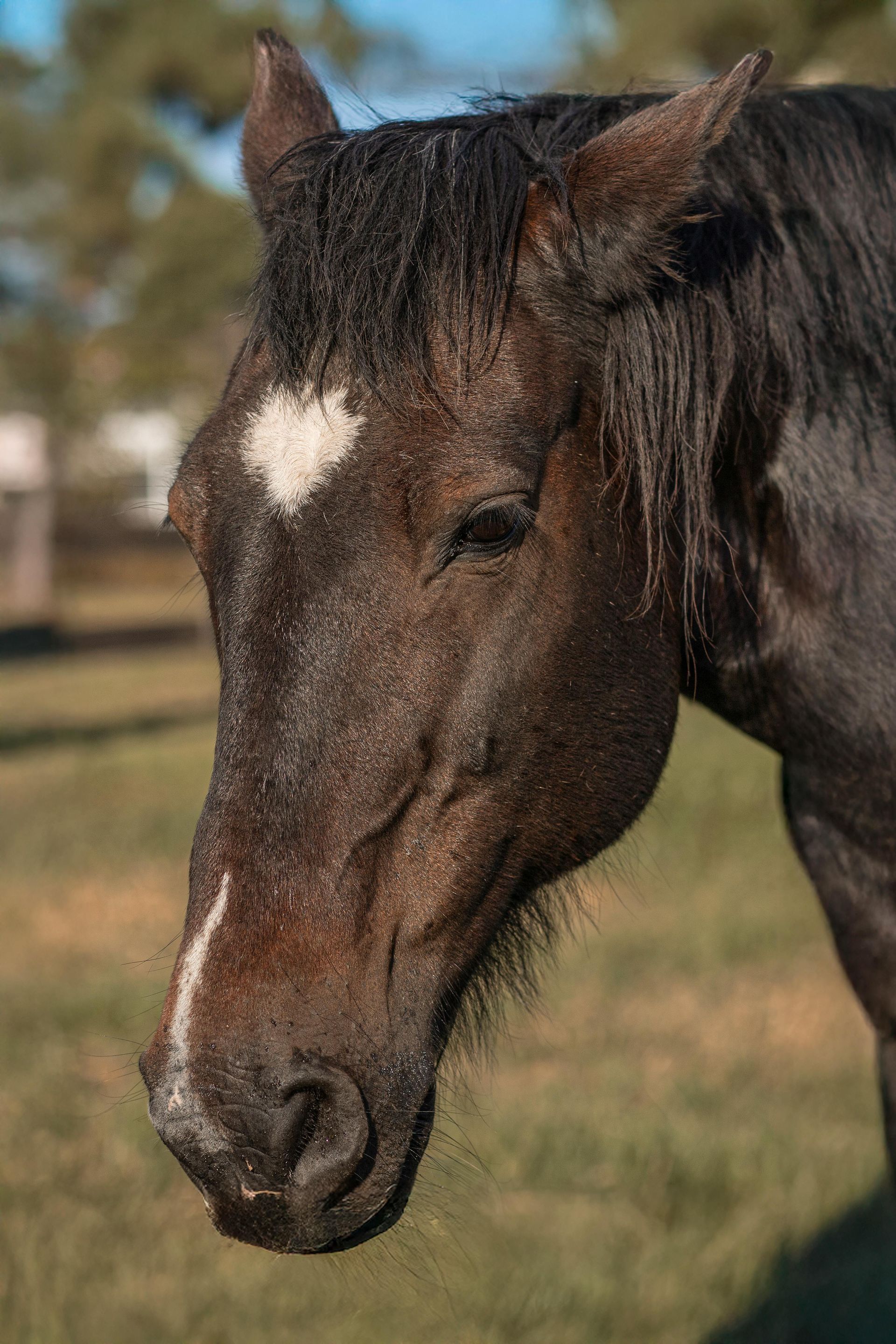 Christian equine therapy session in New Caney helping client process emotions through horse connection