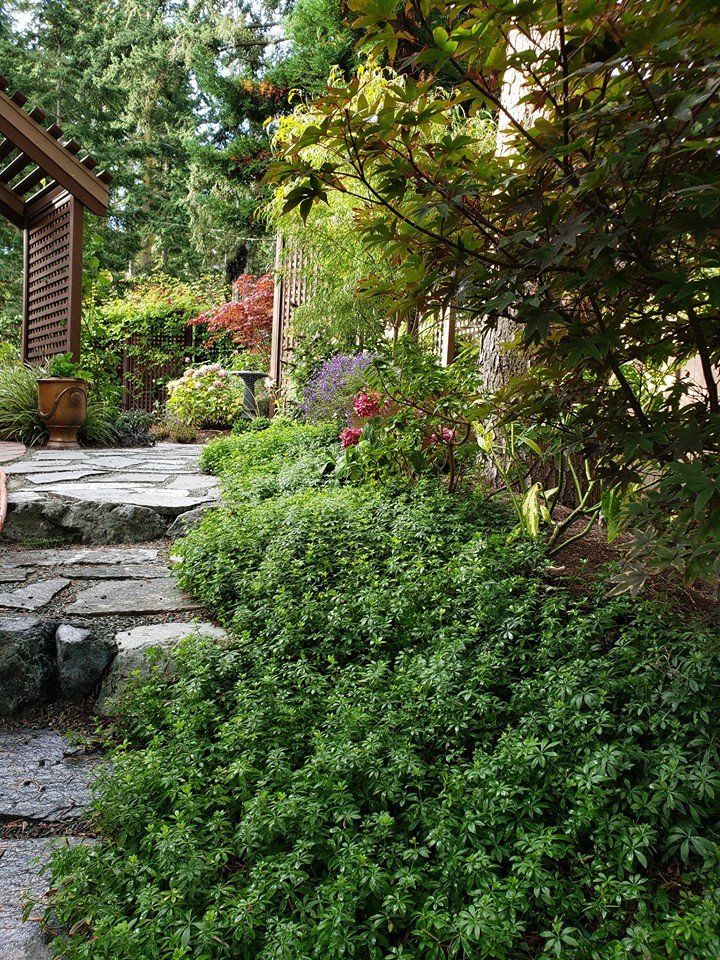a stone walkway in a garden surrounded by trees and bushes .