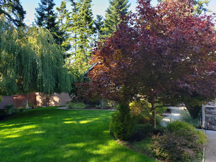a lush green lawn with trees and bushes surrounding it