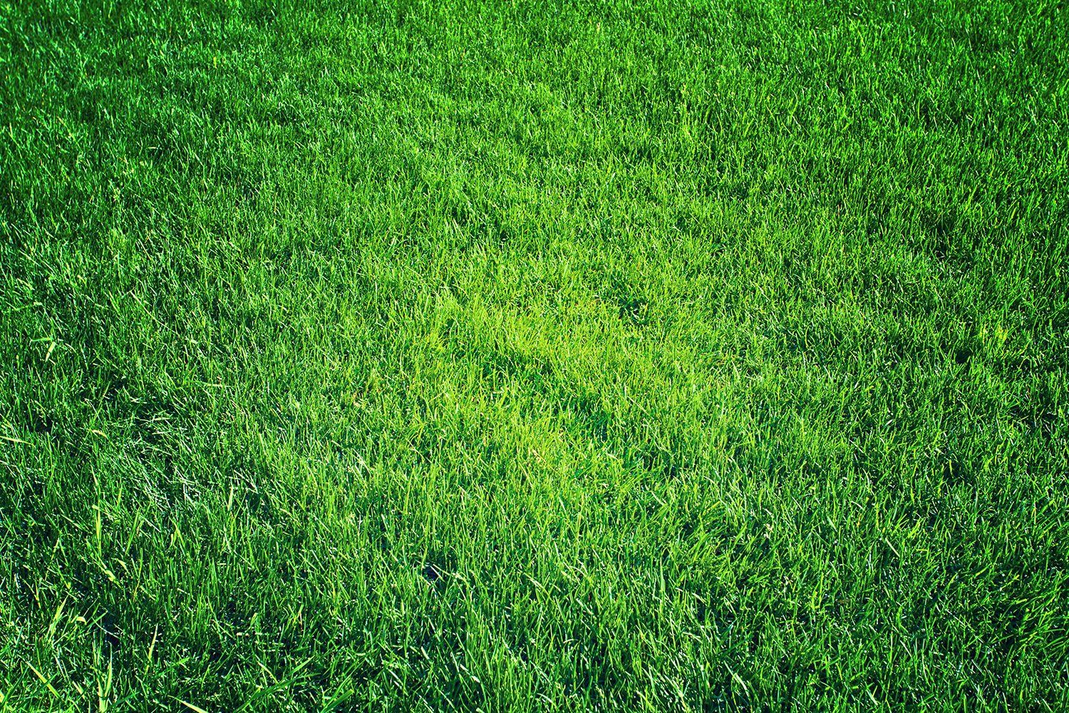 Fertilization Services. Green grass.