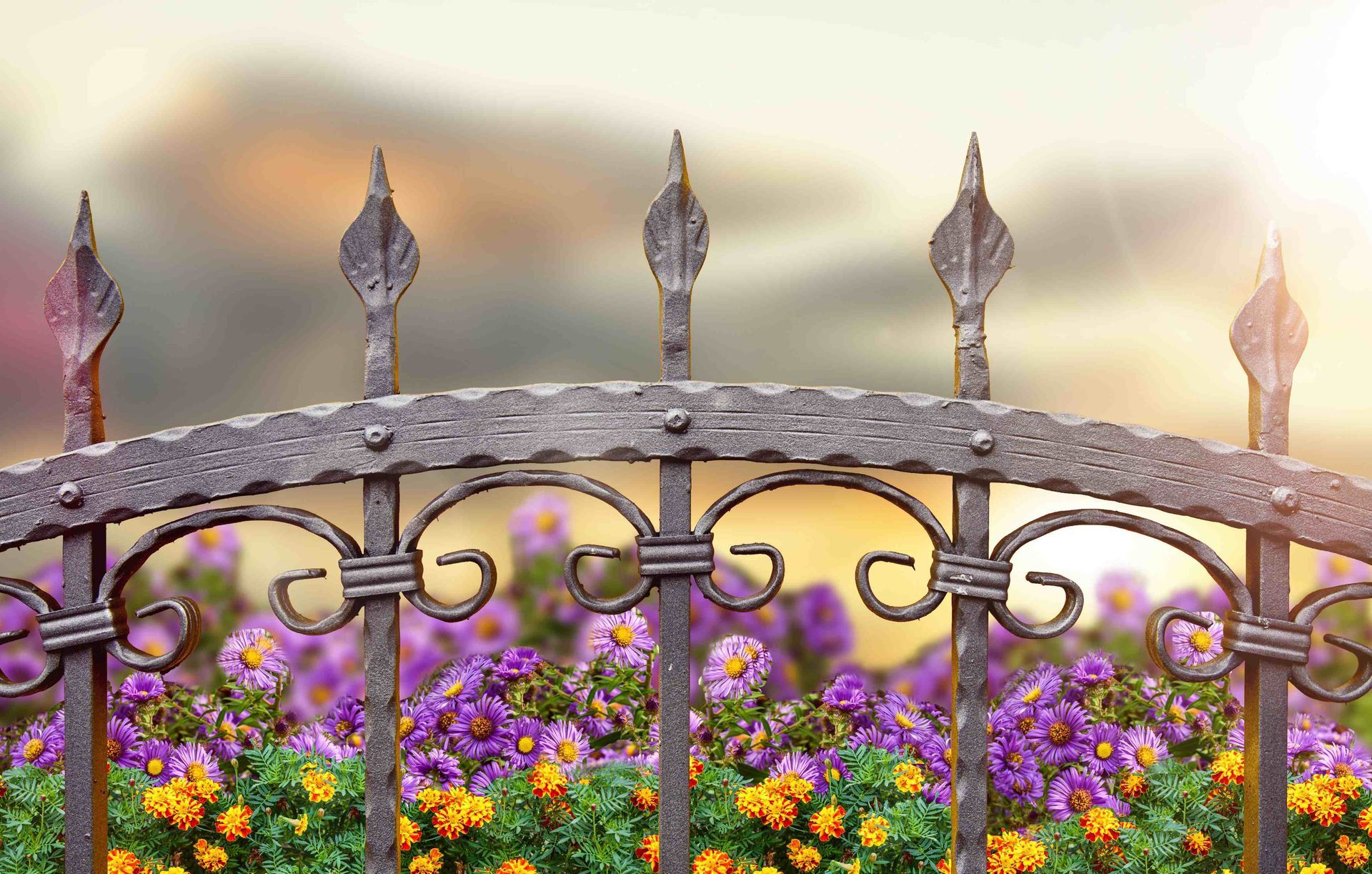Iron fence top by purple flowers