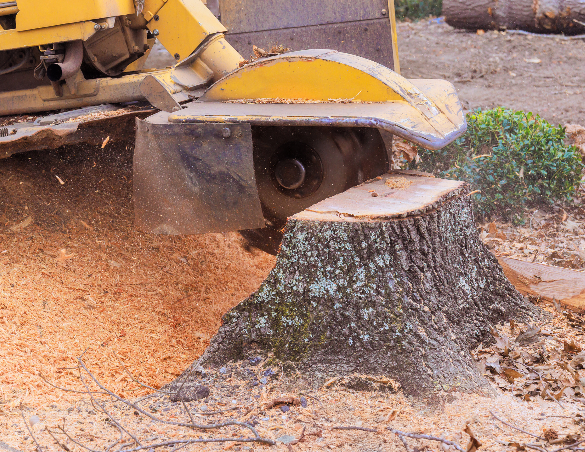 Stump grinder removing a tree stump, wood chips flying. Yellow machine, brown stump.