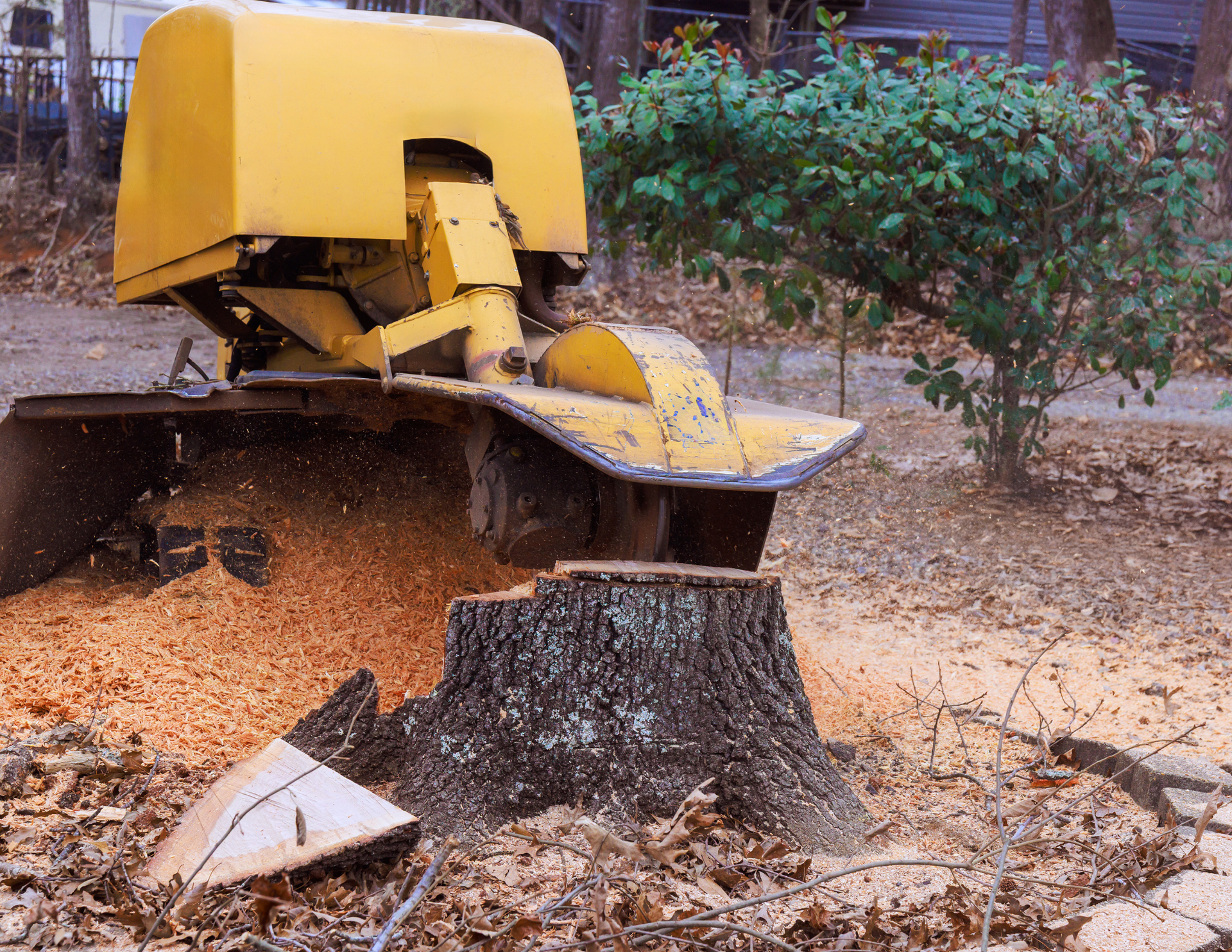 Yellow stump grinder mulching a tree stump outdoors, creating wood chips.