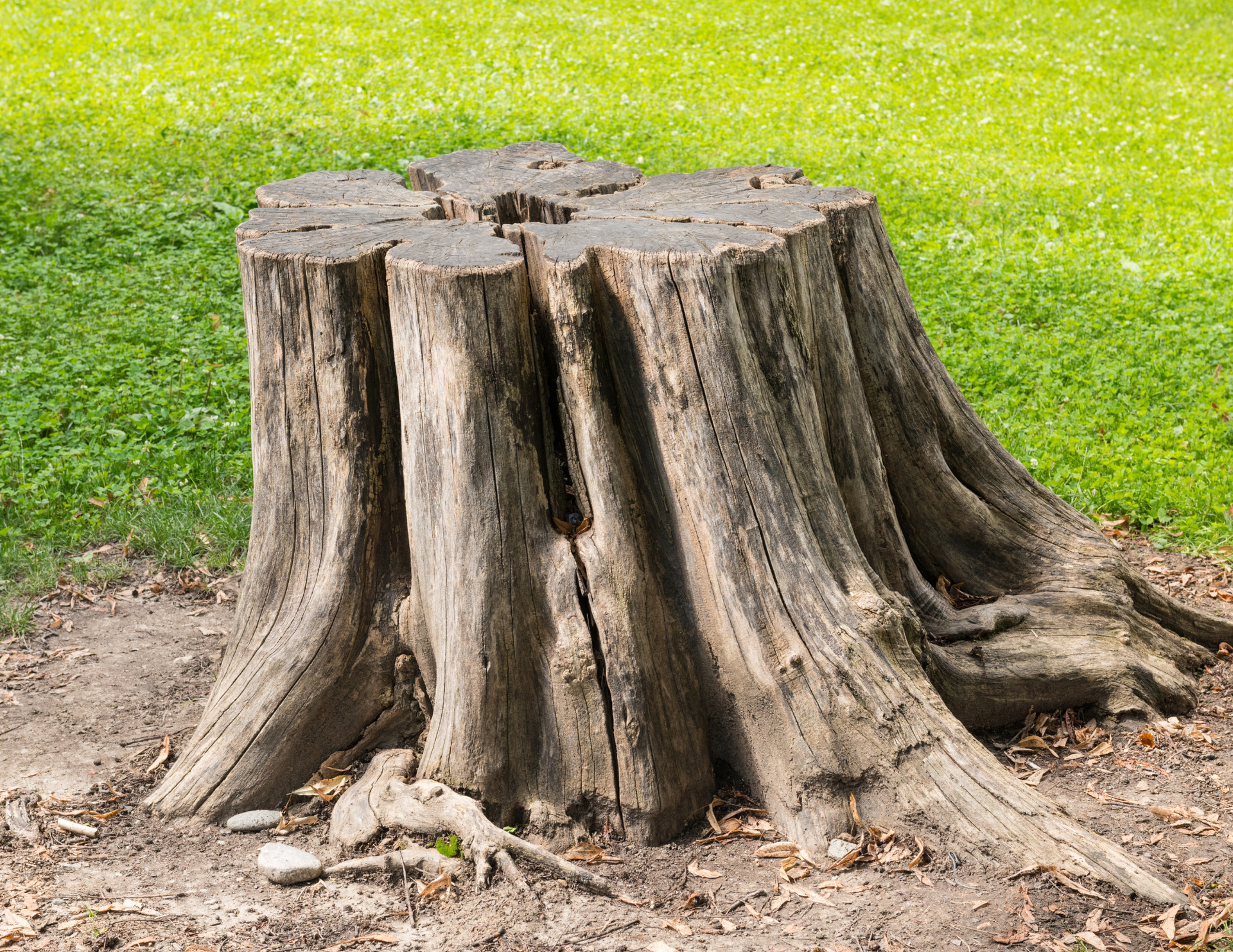 Tree stump on dirt with green grass background.