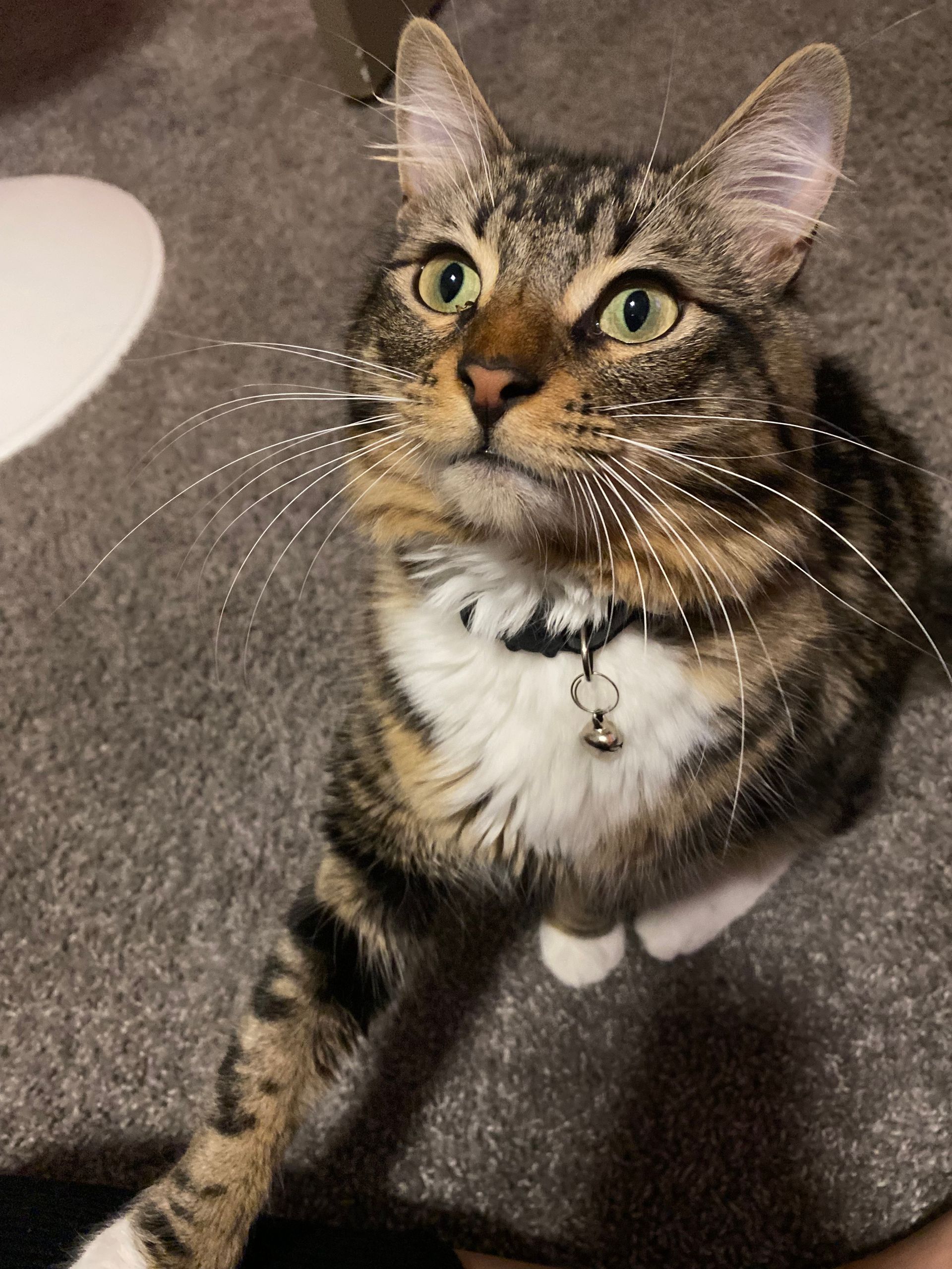 Donate to #TeamTaz or #TeamDash