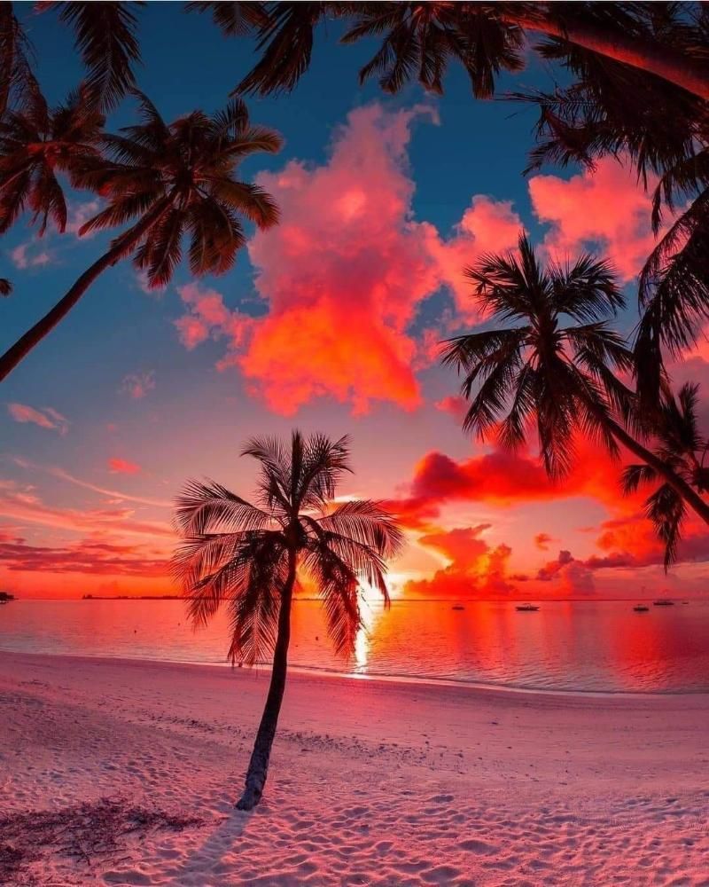 Palm trees frame a vibrant sunset over a pink sandy beach and calm ocean.