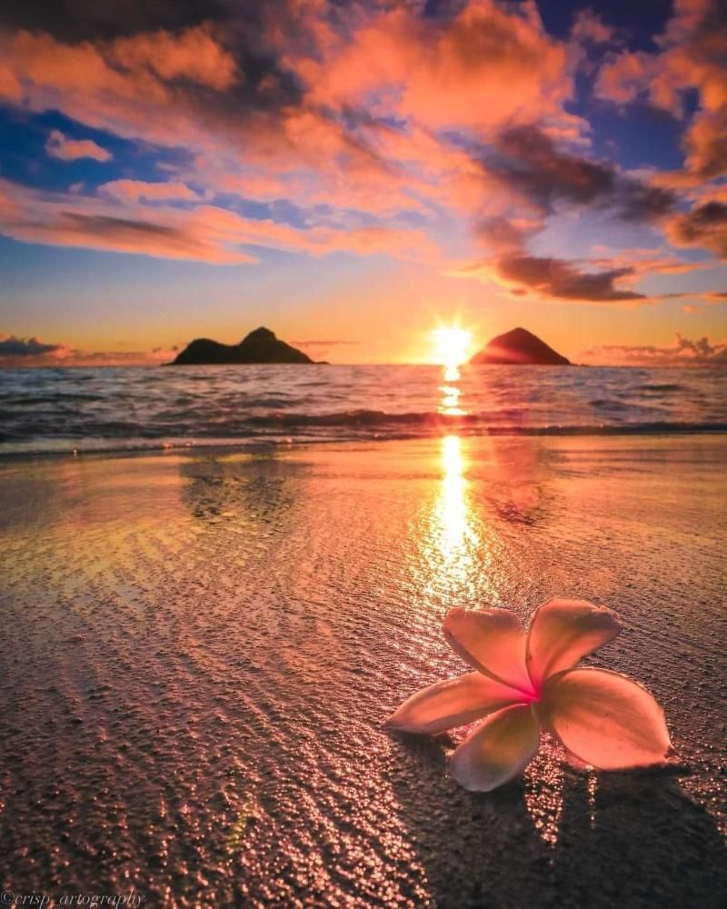 Sunset over ocean, flower on wet sand, two islands in the distance, orange and pink sky.