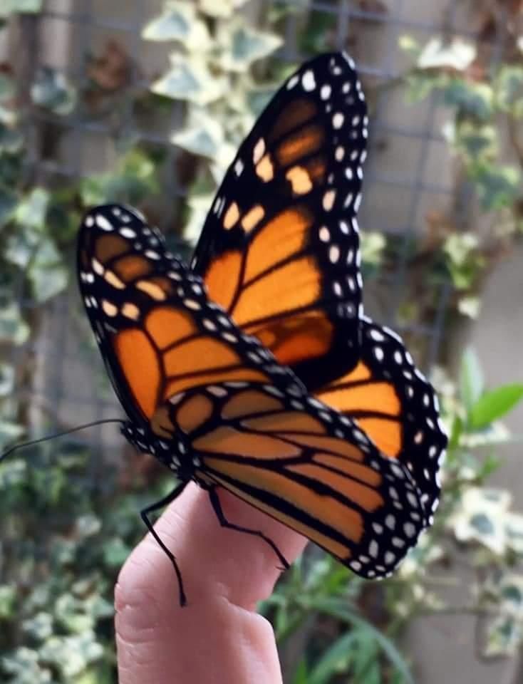 Monarch butterfly perched on a fingertip, wings open, displaying orange, black, and white patterns.