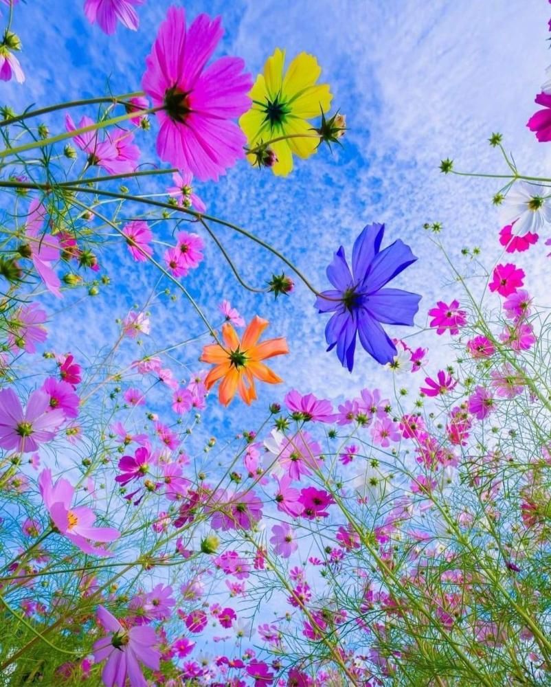 Colorful cosmos flowers against a blue sky with fluffy clouds.