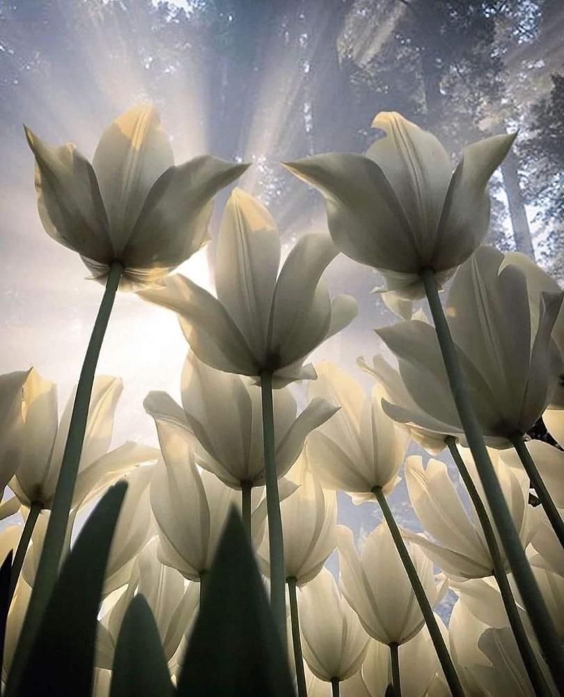 White tulips reaching upwards toward bright sunlight.