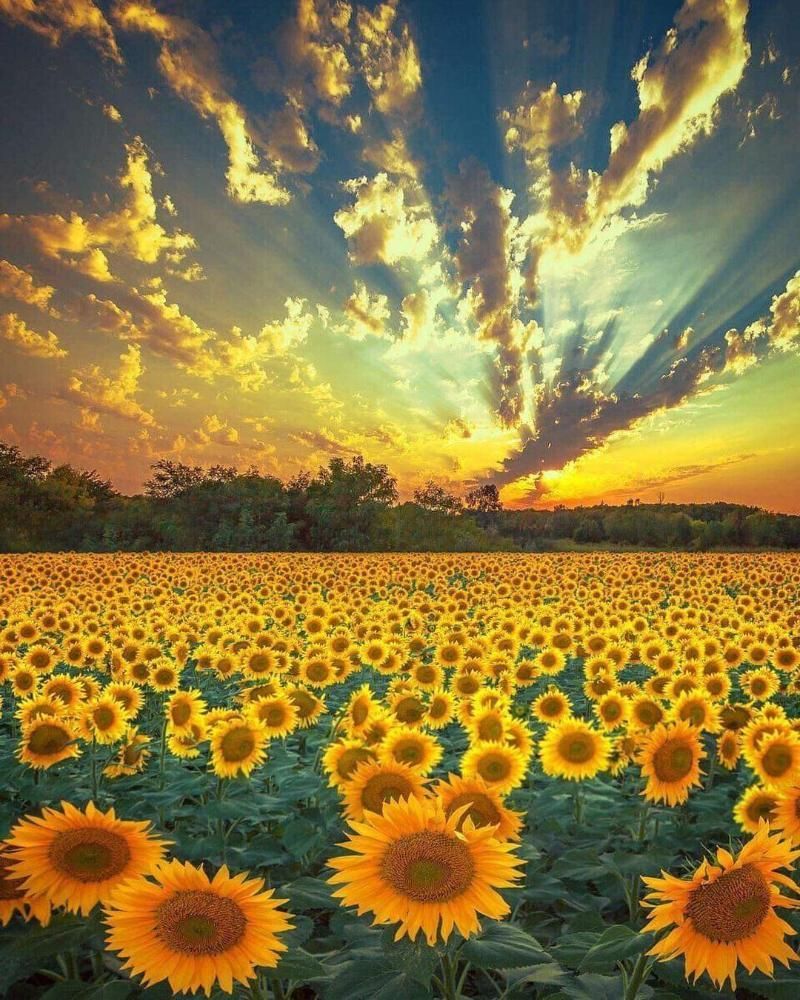 Field of sunflowers under a vibrant sunset with a colorful sky.
