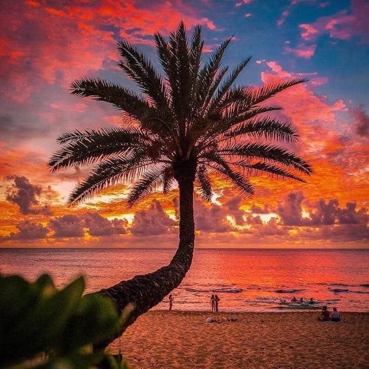 Palm tree on beach at sunset with orange, pink, and blue sky. People on shore, water in background.
