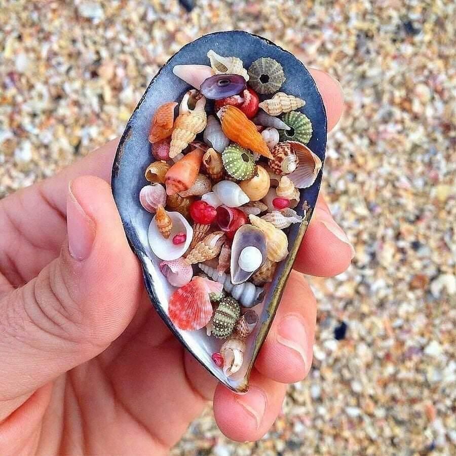 Hand holding a mussel shell filled with colorful tiny seashells on a sandy beach.
